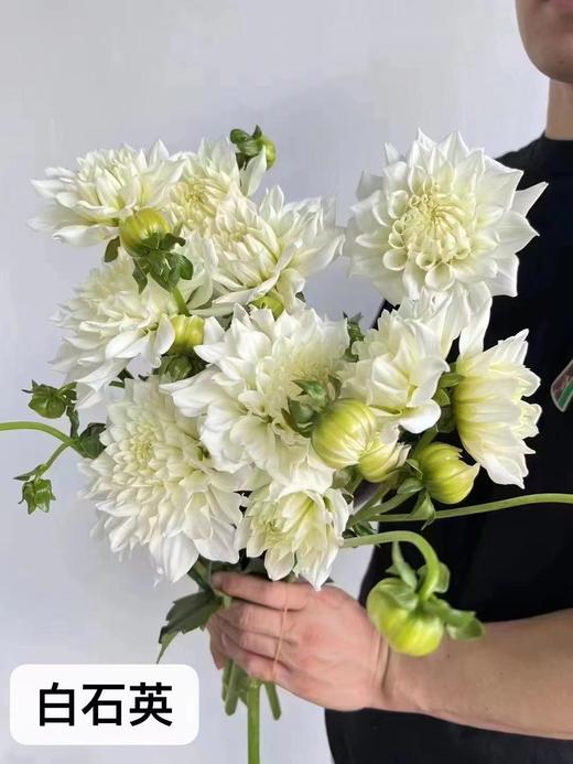 大丽花 商品图6