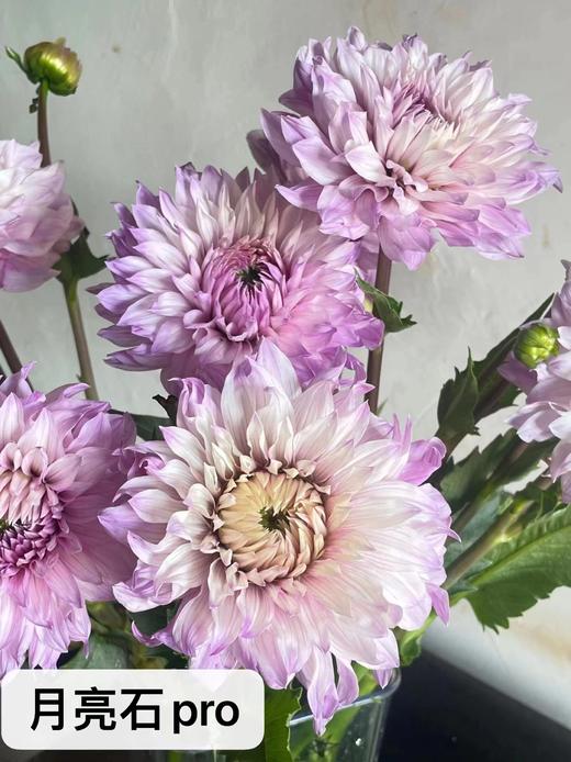 大丽花 商品图7