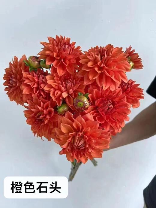 大丽花 商品图10