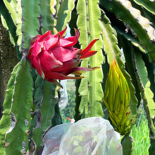 『攀枝花树上熟有机火龙果』靓丽浓甜，爽滑多汁，带有天然的玫瑰花香味 商品图3