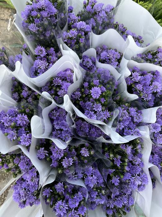 孔雀草·紫色 商品图2