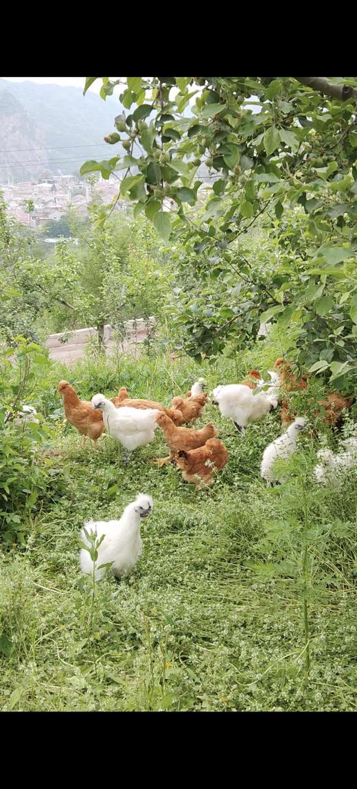 泰和乌鸡～木木家跑山慢养～ 商品图2