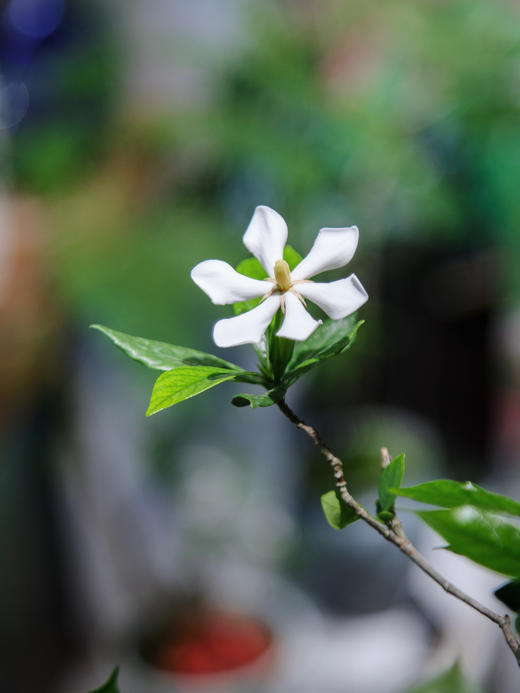 海岛栀子花 商品图1