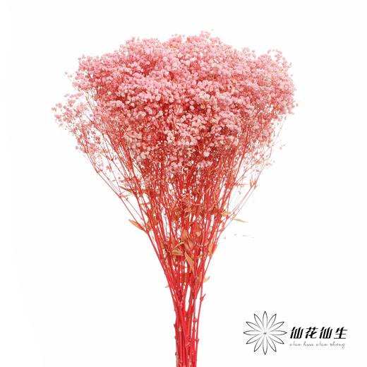 满天星 | 粉色 商品图0