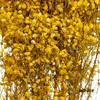 满天星 | 黄色 商品缩略图2