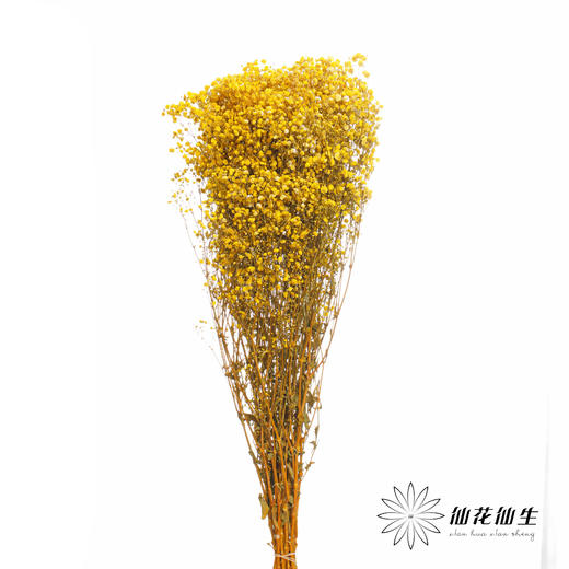 满天星 | 黄色 商品图0