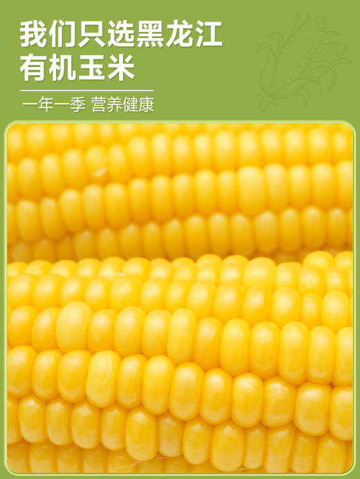 有机玉米糊即食冲饮品500g起罐装东北特产早餐玉米粥原味纯玉米糊 商品图3