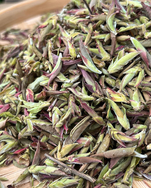 内部少量分享！2024年【首日鲜芽紫芽苞】临沧大雪山头春只采头三天；邀君共品第一口“鲜”每份100g，每个id限购3份 商品图3