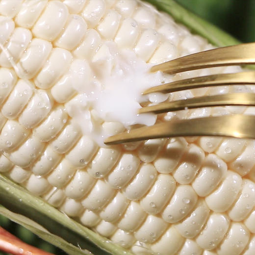 福建牛奶水果玉米 雪白雪白毛甜毛甜叻 轻轻一掐就爆汁 商品图2