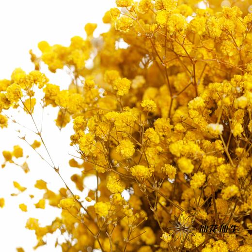 满天星 | 黄色 商品图4