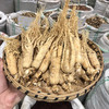 人参   中大支  人参片切片 长白山正宗人参 白晒参 生晒参 商品缩略图2