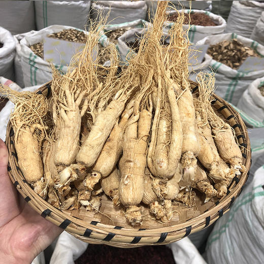 人参   中大支  人参片切片 长白山正宗人参 白晒参 生晒参 商品图2