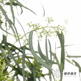 叶材 | 带叶小米果