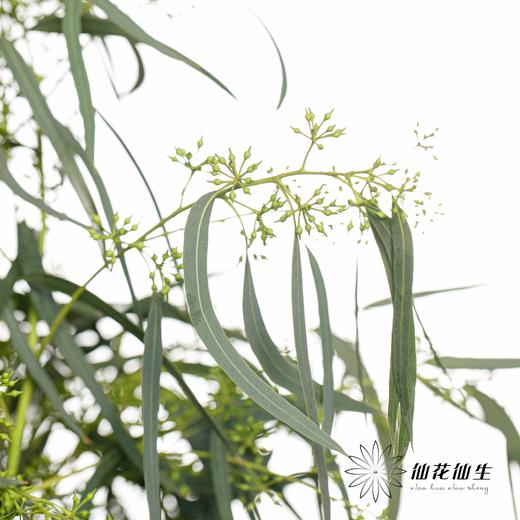 叶材 | 带叶小米果 商品图0