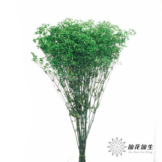 满天星 | 绿色 商品图0