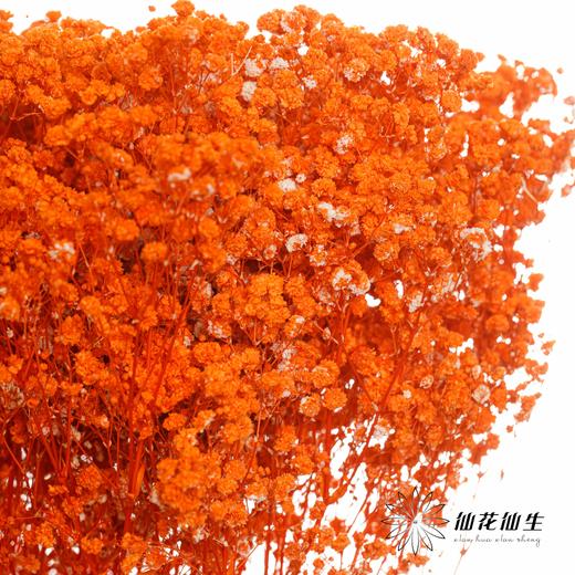 满天星 | 橙色 商品图1