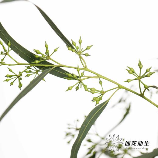 叶材 | 带叶小米果 商品图3