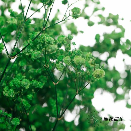 满天星 | 绿色 商品图2