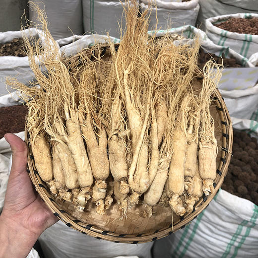 人参   中大支  人参片切片 长白山正宗人参 白晒参 生晒参 商品图0