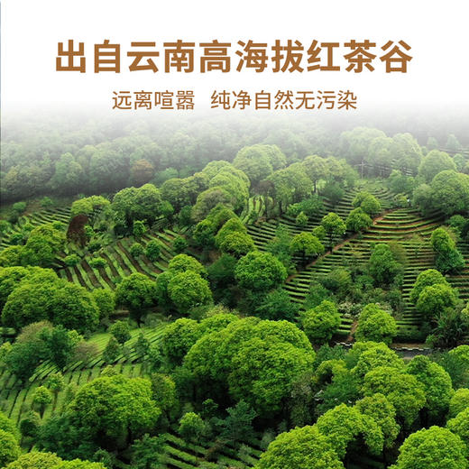 【积分兑换】澜沧古茶2024年小红盒云南滇红高山红茶品鉴装27g（茉莉红+古韵红+云岚红+柠檬红+桂花红+荔枝红） 商品图4