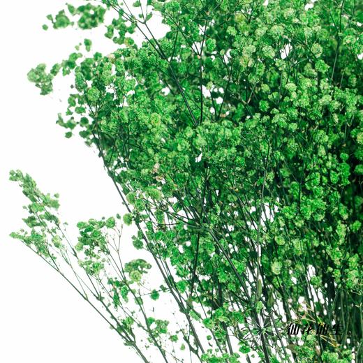 满天星 | 绿色 商品图1