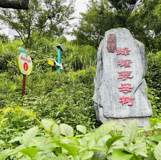 熊猫乡甜高山蜂糖李，李中之王，皮薄肉厚，脆甜爽口，鲜美多汁，甘甜如蜜。500克/盒 商品图3