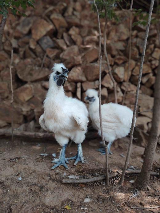 泰和乌鸡～木木家跑山慢养～ 商品图4
