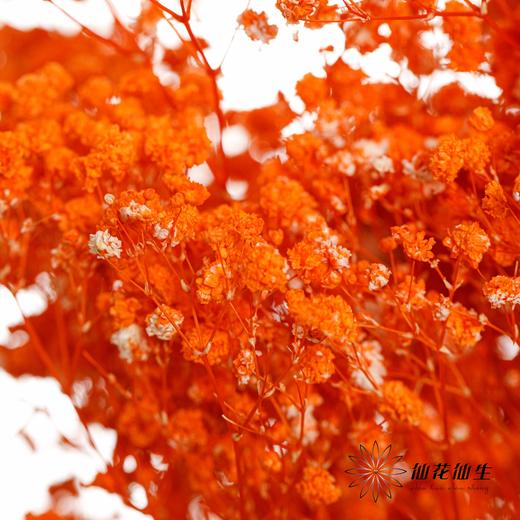 满天星 | 橙色 商品图2