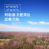 戈宝红麻花蜜 新疆阿勒泰罗布麻蜂蜜 早餐代餐伴侣 230g/罐 商品缩略图1