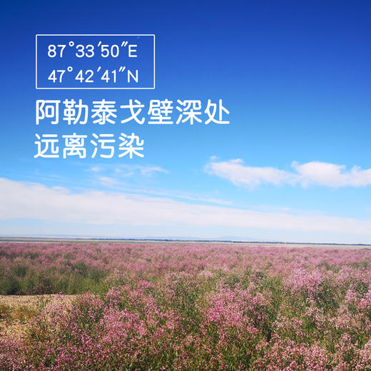 戈宝红麻花蜜 新疆阿勒泰罗布麻蜂蜜 早餐代餐伴侣 230g/罐 商品图1