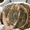 云南白花蛇舌草 商品缩略图2