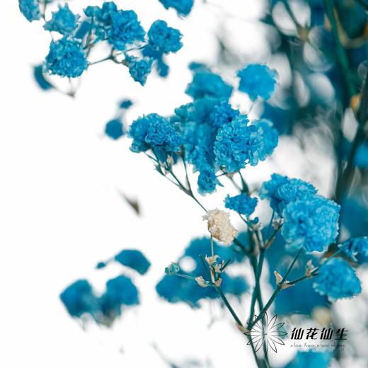 满天星 | 蓝色 商品图2