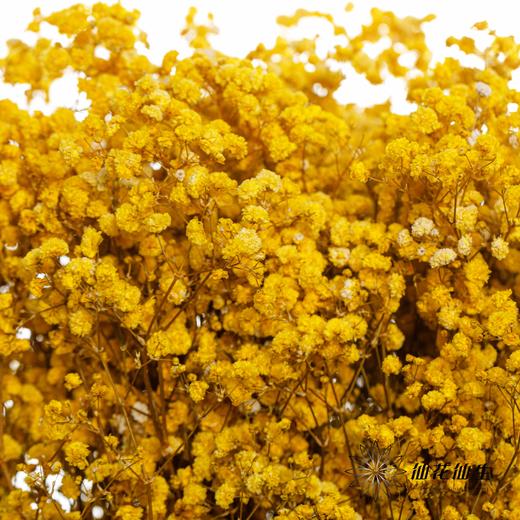 满天星 | 黄色 商品图3