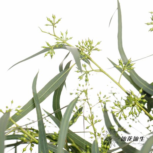 叶材 | 带叶小米果 商品图2