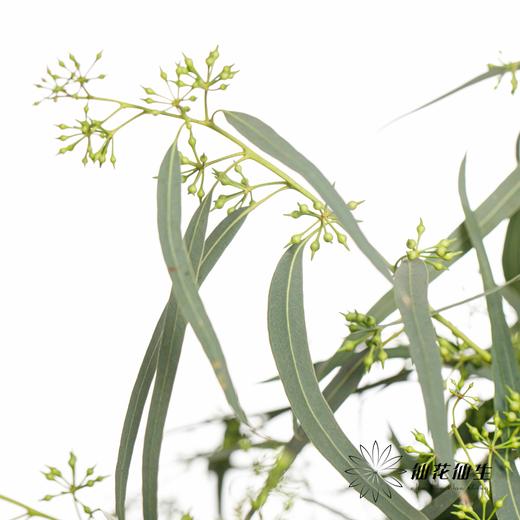 叶材 | 带叶小米果 商品图4