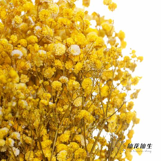 满天星 | 黄色 商品图1