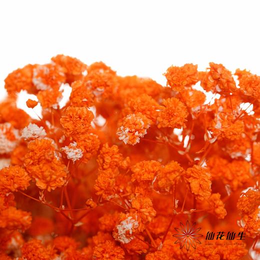 满天星 | 橙色 商品图3