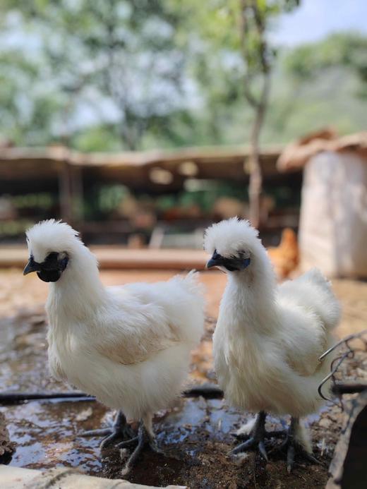 泰和乌鸡～木木家跑山慢养～ 商品图3