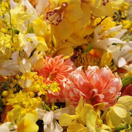 桃金之梦 Golden Dream 商品图1