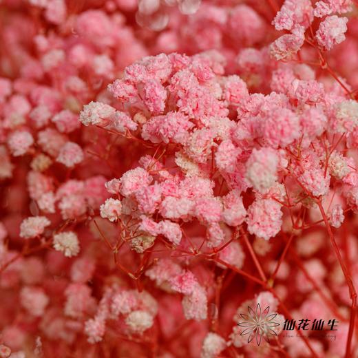 满天星 | 粉色 商品图2