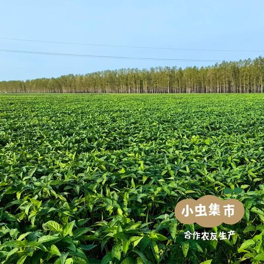 有机豆浆粉 25g*10包  | 合作农友生产，黑龙江绥化市，生产者：刘福财 &【公平贸易农人定价】 商品图7