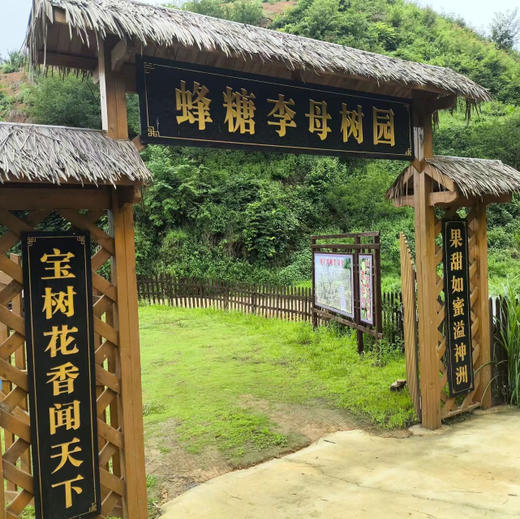 熊猫乡甜高山蜂糖李，李中之王，皮薄肉厚，脆甜爽口，鲜美多汁，甘甜如蜜。500克/盒 商品图4