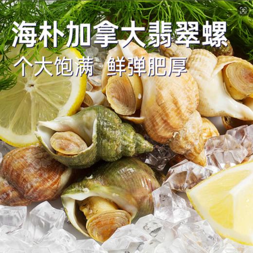 【海朴】冷冻翡翠螺500g*3袋海鲜螺肉 商品图5