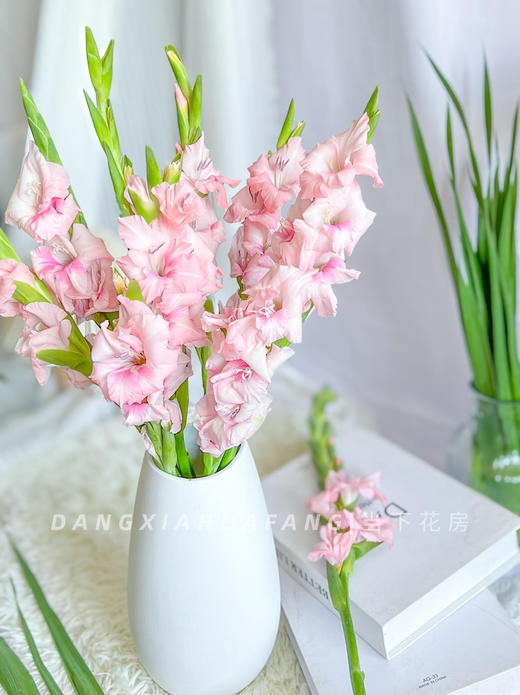 【AB级阿迪娜粉剑兰.第二件减10元】5支/份  长约60-65cm 商品图10