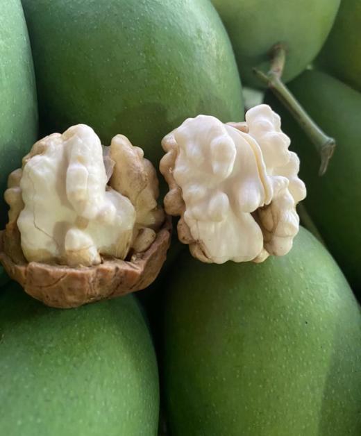 奶香脆甜·新疆青皮鲜核桃仁   会员不限购 商品图3