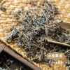 野生藤婆茶 50g/袋 | 合作农友生产，来自广东连南瑶族自治县，生产者：张运东 &【公平贸易农人定价】 商品缩略图4