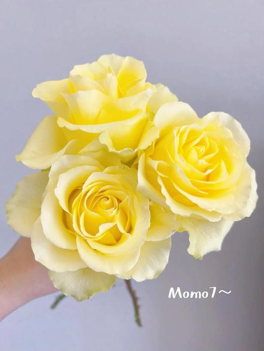 【AB级浪漫沙滩玫瑰.第二件减10元】10支/份 长约60-65cm 商品图3