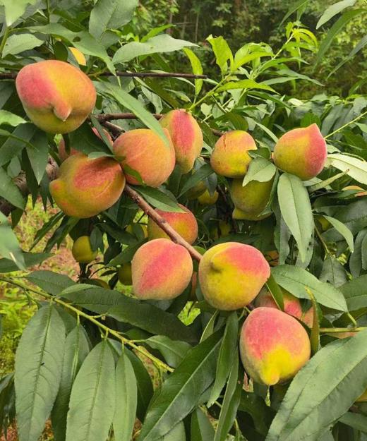 翁源鹰嘴桃|清新果味，纯甜，果园现摘现发 商品图1