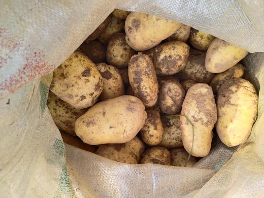 【助农】新鲜包菜//酵素零污染村庄东沁阳种植 商品图10