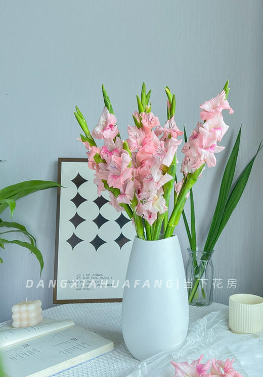 【AB级阿迪娜粉剑兰.第二件减10元】5支/份  长约60-65cm 商品图11